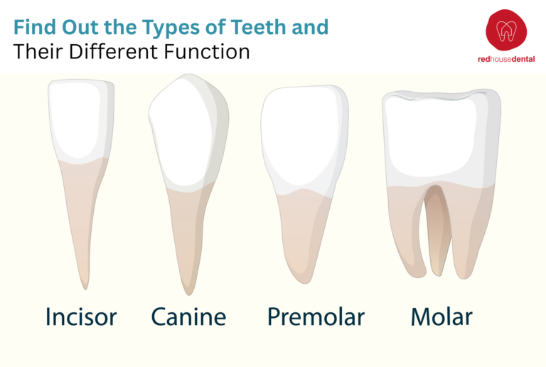 Find Out the Types of Teeth and Their Different Function