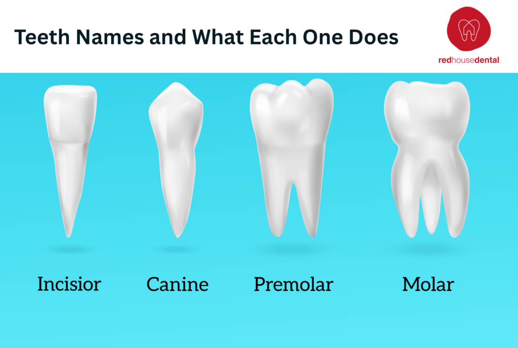 Find Out the Types of Teeth and Their Different Function